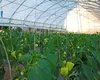 Scumpiri uriașe în legumicultură. Costurile de producție ar putea crește cu până la 70% în 2026