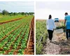Scumpiri uriașe pentru producătorii de legume. Cât au crescut costurile de producție