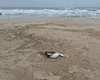 Poluare masivă în Marea Neagră. O scurgere de ulei a ucis mii de viețuitoare