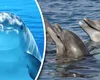 Războiul din Ucraina alungă delfinii din Marea Neagră. Cercetătorii trag un semnal de alarmă
