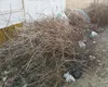Curățenie de primăvară, fără foc. Ce riști dacă arzi resturi vegetale de la pomi sau vița de vie
