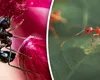 Comerț ilegal cu furnici. O singură insectă se vinde cu 220 de dolari