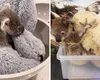 Tragedia din spatele unei îmbrățișări: Puii de koala rămași fără mamă își găsesc alinarea în jucăriile de pluș. Imaginile amintesc de fenomenul Punch
