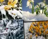 8 zile consecutive de ninsoare în România. Anunțul făcut de meteorologii Accuweather