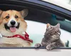 Amendă de până la 4.000 de lei pentru șoferii care își transportă câinele sau pisica pe scaunul din față al mașinii