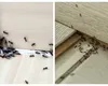 Cum să scapi de furnicile din casă, fără să folosești soluții toxice. Cele mai simple și eficiente metode