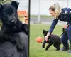 Cum învață Iureș, un ciobănesc german de la Centrul Chinologic din Sibiu, să depisteze droguri. Are doar 4 luni
