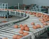 Alertă sanitară cu o zi înainte de Înviere. 1,5 milioane de ouă contaminate cu Salmonella, descoperite la o fermă din Galați
