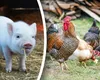 Amendă uriașă pentru românii care cresc porci și găini. Câte animale ai voie să ții în curte, de fapt