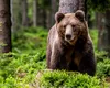 Localnici înarmați cu lopeți au încercat să alunge un urs care se apropia de case. Ce au transmis autoritățile