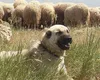 Copil de 4 ani, ucis de câinele vecinilor, în Buzău. Trupul micuțului zăcea pe teren, sfâșiat de animal