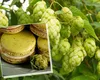 Cea mai scumpă plantă din lume, folosită la prepararea mâncărurilor servite în restaurante de lux din Franța și Belgia, crește, în România, pe marginea drumului