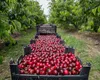 Fermierii români dau lovitura cu producția de cireșe. Recolte de zece ori mai mari în acest sezon