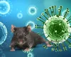 OMS cere țărilor să se pregătească pentru noi cazuri de hantavirus. Noi îmbolnăviri posibile din cauza perioadei lungi de incubație