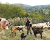 Un cioban a omorât cu toporul un urs care-i ataca oile. Acum are dosar penal de braconaj / Ro-Alert din cauza urşilor la Vidraru