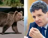 Nicușor Dan a atacat la CCR legea care majorează cota de intervenție la urșii bruni pentru 2026