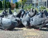 Orașul din România în care locuitorii care hrănesc porumbeii primesc amenzi usturătoare. Păsările, alungate cu laserul
