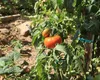 Greșeala care îți poate distruge recolta de roșii. Ce fac greșit cei mai mulți oameni chiar înainte de plantare
