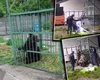 Urs capturat în curtea Şcolii de Poliţie de la Câmpina. Prezența mamiferului fusese semnalată în mod repetat în zona respectivă