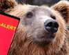 Mesaj RO-ALERT de 1 Mai în Piatra Neamț, după apariția unui urs. Locuitorii au fost sfătuiți să rămână în case