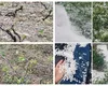 Grindina a făcut prăpăd în județul Vrancea. Sute de hectare cu viță-de-vie au fost distruse