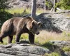 Ursul care a atacat un turist elvețian pe Transfăgărășan a fost împușcat