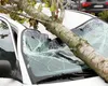 Sfârșit cumplit pentru un bărbat în Ilfov: Un copac a strivit mașina în care se afla. Victima a murit pe loc