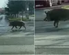 Ro-Alert în Pipera. Un porc mistreţ a fost văzut lângă o şcoală. Persoanele sunt sfătuite să evite zona