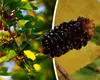 Beneficiile ascunse ale dudelor. Chiar dacă sunt pline de vitamine, trebuie consumate cu precauție de anumite persoane