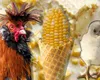 Înghețată pentru găini, noua metodă folosită de fermieri în timpul caniculei. Ce conține și cât de eficientă este