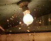 Fenomenul care a luat cu asalt Capitala, bucureștenii sunt disperați, specialiștii avertizează: „Au apărut specii noi!”. Invazie de țânțari, căpușe și fluturi de noapte
