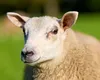 Interdicția pentru exportul de ovine și caprine din România, prelungită. Care este noul termen stabilit de Comisia Europeană