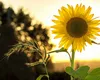 Solstiţiul de vară 2026. Când are loc fenomenul care marchează începutul verii astronomice și cea mai lungă zi din an