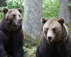 RO-Alert în cascadă din cauza urșilor. Românii sunt terorizați de animalele sălbatice, zeci de apeluri au fost date la 112