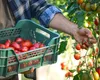 Se caută muncitori pentru cules de roșii în Suedia. Câți bani iei la un program de 8-10 ore pe zi, ai salariu bun și beneficii