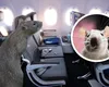 Un șobolan s-a „îmbarcat” într-un avion care zbura din Los Angeles la New York. Cum a ajuns rozătoarea la bordul aeronavei