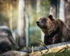 VIDEO Grănicer cu blană! Un ucrainean a vrut să intre ilegal în România, dar a dat nas în nas cu o ursoaică flămândă. Cum a reușit să scape cu viață