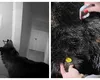 Ursul care a stârnit panică după ce a intrat într-un hotel din Poiana Brașov a fost împușcat. Animalul fusese relocat, însă a revenit în zonă