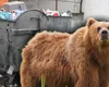 Un urs a fost împușcat după ce a fost găsit în continerul de gunoi al unui spital din Brașov