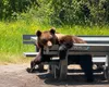 VIRALUL ZILEI: Un urs plictisit şi, probabil, flămând, s-a aşezat la masa de picnic VIDEO