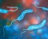 Ce este bacteria Vibrio, supranumită „bacteria mâncătoare de carne”. Se răspândește cu rapiditate pe litoral