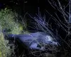 O altă dronă rusească, de tipul celei căzute la Galaţi, s-a prăbuşit în Republica Moldova. Avea 50 de kg de explozibil