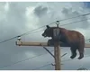 Un urs a murit electrocutat după ce a rămas blocat în vârful unui stâlp de electricitate VIDEO