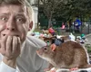 Bucureștean mușcat de șobolan în Sectorul 1. Primăria Capitalei trebuie să-i plătească despăgubiri de 2.000 de euro