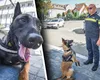 Un polițist din Sibiu refuză să se pensioneze pentru a fi alături de partenerul canin. Patrupedul are o specializare unică în România