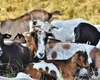 Carantină națională timp de 30 de zile pentru oi și capre. Ce interdicții au primit crescătorii de ovine și caprine