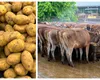 Drama unui fermier învins de prăbușirea prețurilor. Producția de cartofi, transformată în hrană pentru vite! ”E sfâșietor să vezi că toată munca nu valorează nimic”