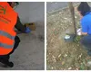 Invazie de șobolani în Capitală. Ce măsuri ia Primăria București, anunțul de ultimă oră făcut de autoritățile locale