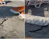 VIDEO Panică la malul mării! Un șarpe de 1,5 metri a fost filmat pe o plajă din stațiunea Venus. Turiștii au apelat la 112