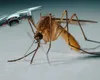 A fost inventată drona care vânează țânțarii în zbor. Cum funcționează tehnologia care promite să reducă de 100 de ori costurile de dezinsecție